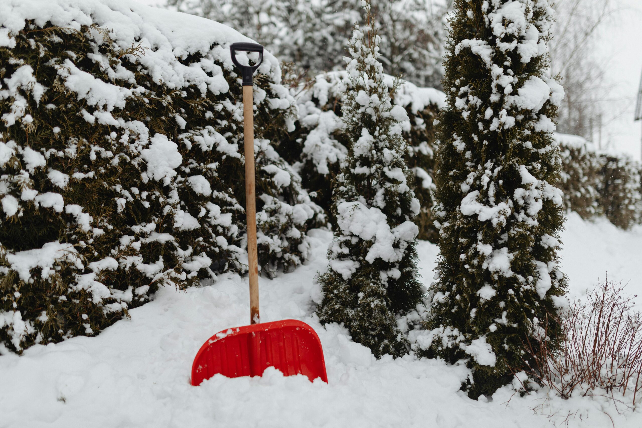 A red snow shovel leaning against a snow-covered hedge during winter outdoors.